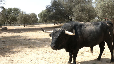 Mi Cámara y Yo: El negocio de los toros