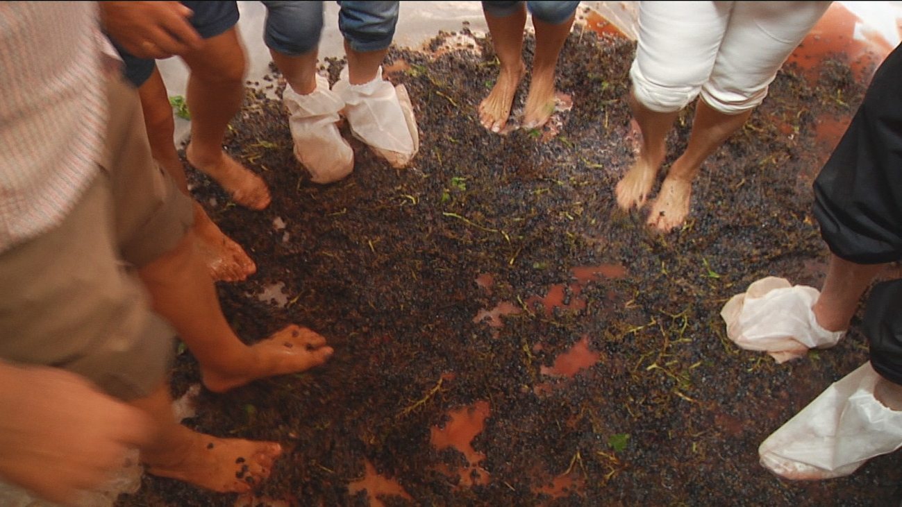 Jornada de vendimia con los mayores de Colmenar Viejo