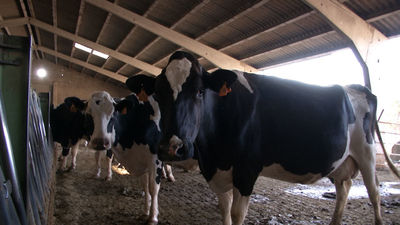 En Madrid ya se puede comprar leche recién ordeñada