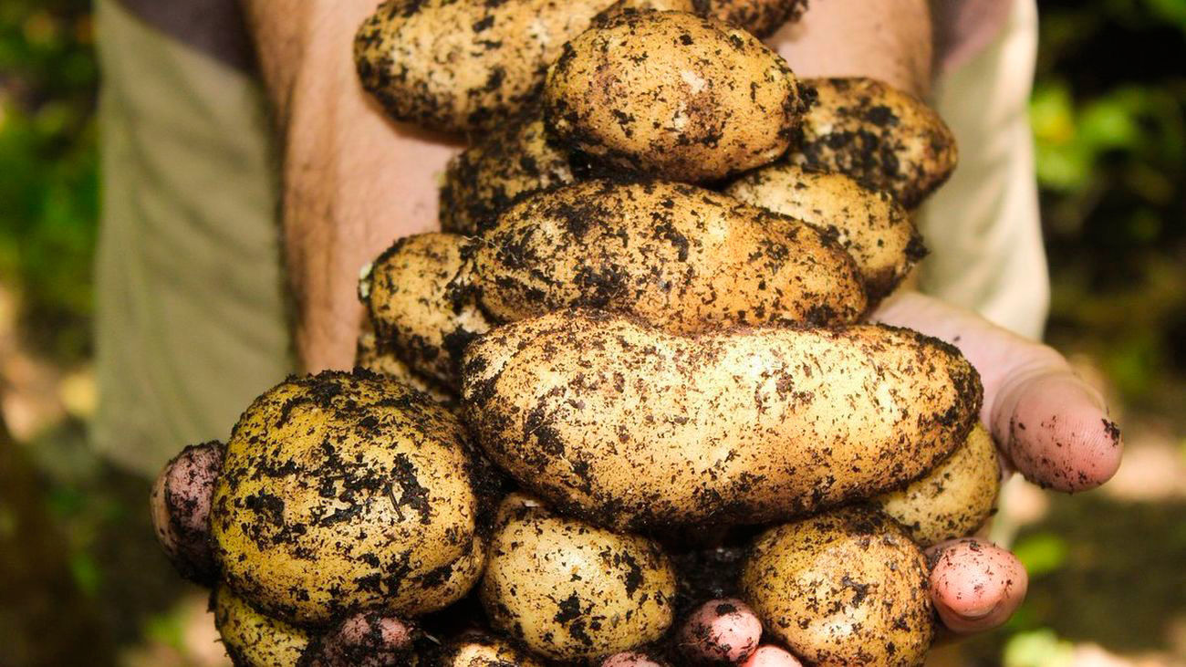 Fuenlabrada celebra su Feria Agroecológica