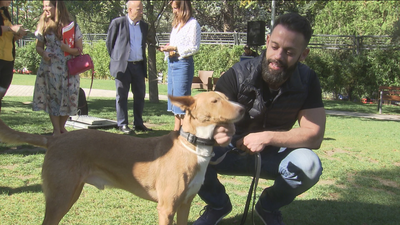 Se buscan en El Retiro familias para adoptar mascotas