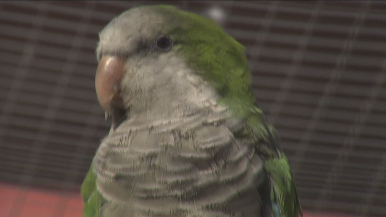 Mapache, cotorra argentina y visones, entre las especies invasoras de nuestra región