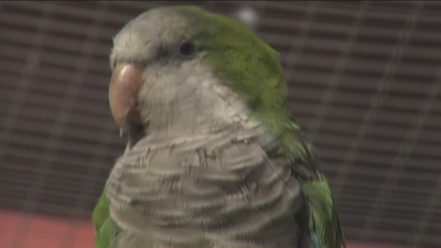 Mapache, cotorra argentina y visones, entre las especies invasoras de nuestra región