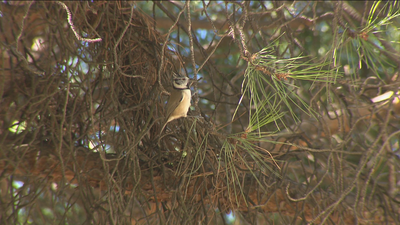 Recorremos los itinerarios para avistar las aves de Dehesa de la Villa