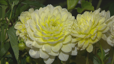 Los madrileños compran cada vez más plantas y flores