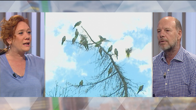 ¿Es buena solución matar a las cotorras en Madrid?