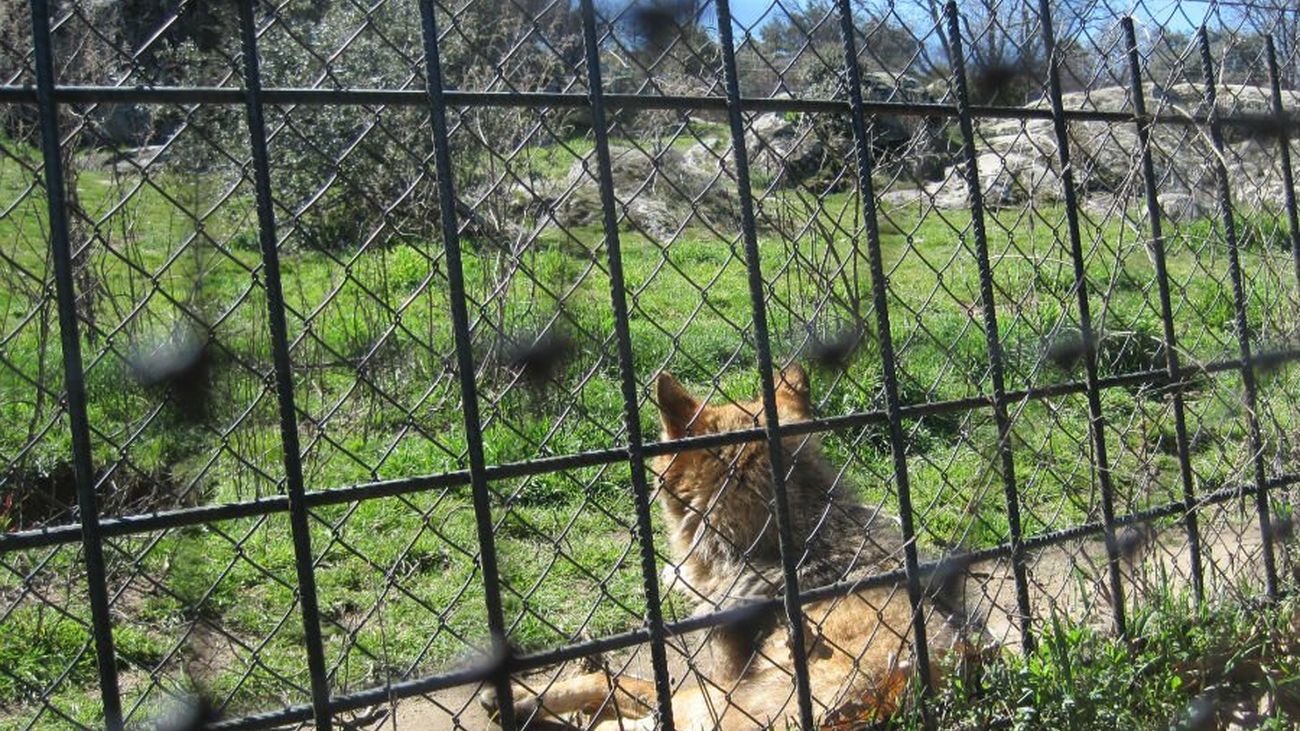 Visitamos el Centro de Recuperación de Animales en Villanueva de la Cañada