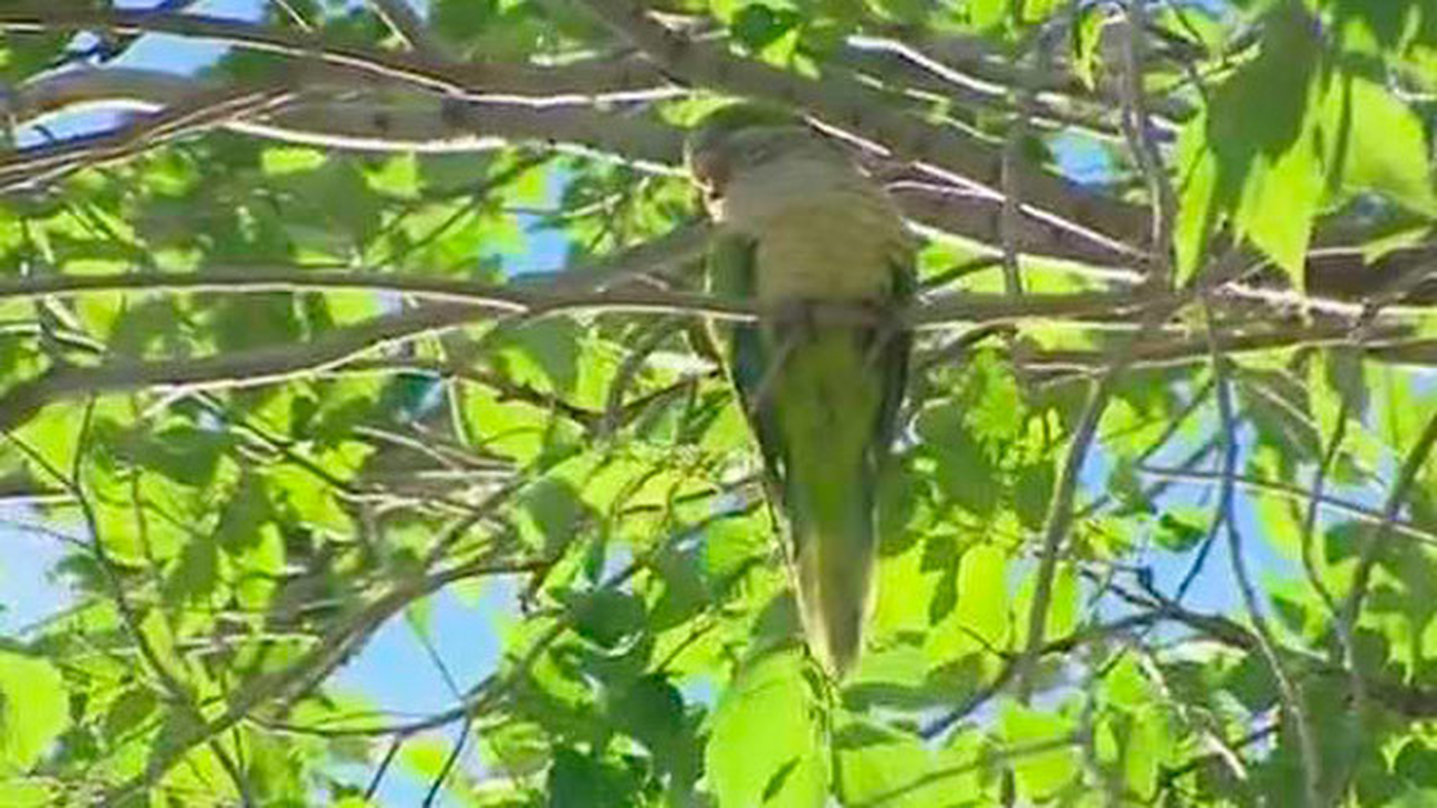 ¿Cómo acabar con 12.000 cotorras en Madrid?