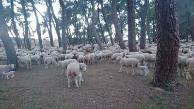 Un rebaño trashumante de 1.500 ovejas llega este fin de semana a la Sierra de Guadarrama