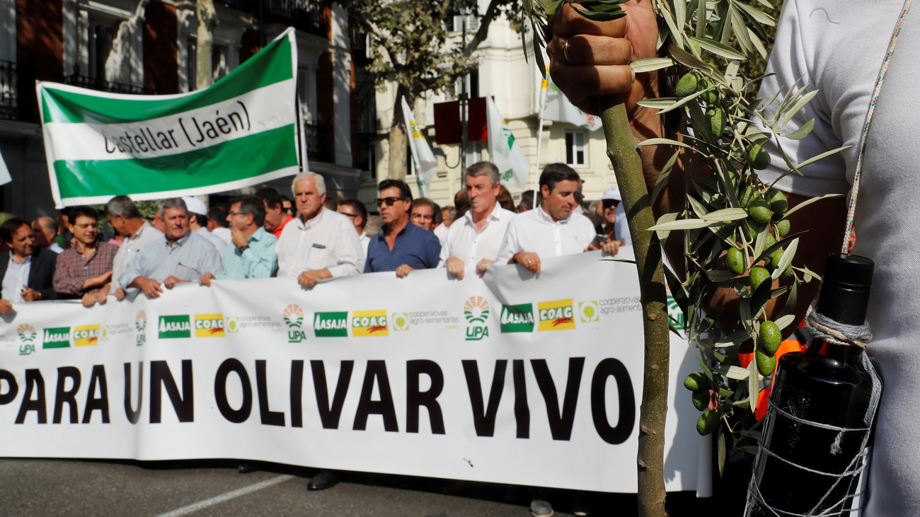 Los olivareros reclaman en Madrid medidas para paliar "la crisis tremenda" del sector