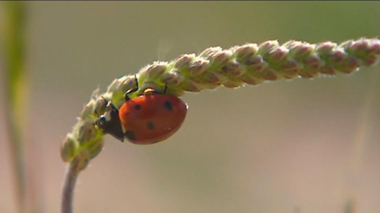 Conoce la última solución contra las plagas en las plantas