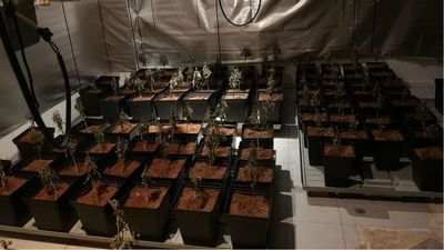 Detenido en Fuencarral tras descubrirse que tenía una plantación de marihuana en su trastero