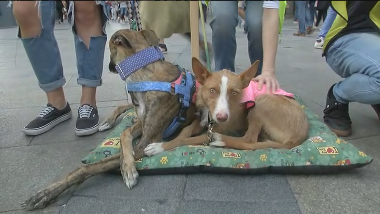 Estos perros buscan una segunda oportunidad