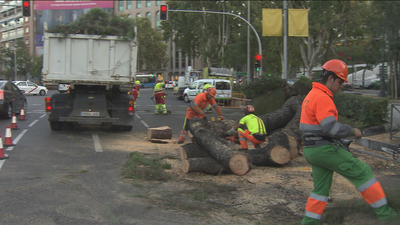 Así fueron los atascos en la Castellana tras la caída de un pino de 15 metros