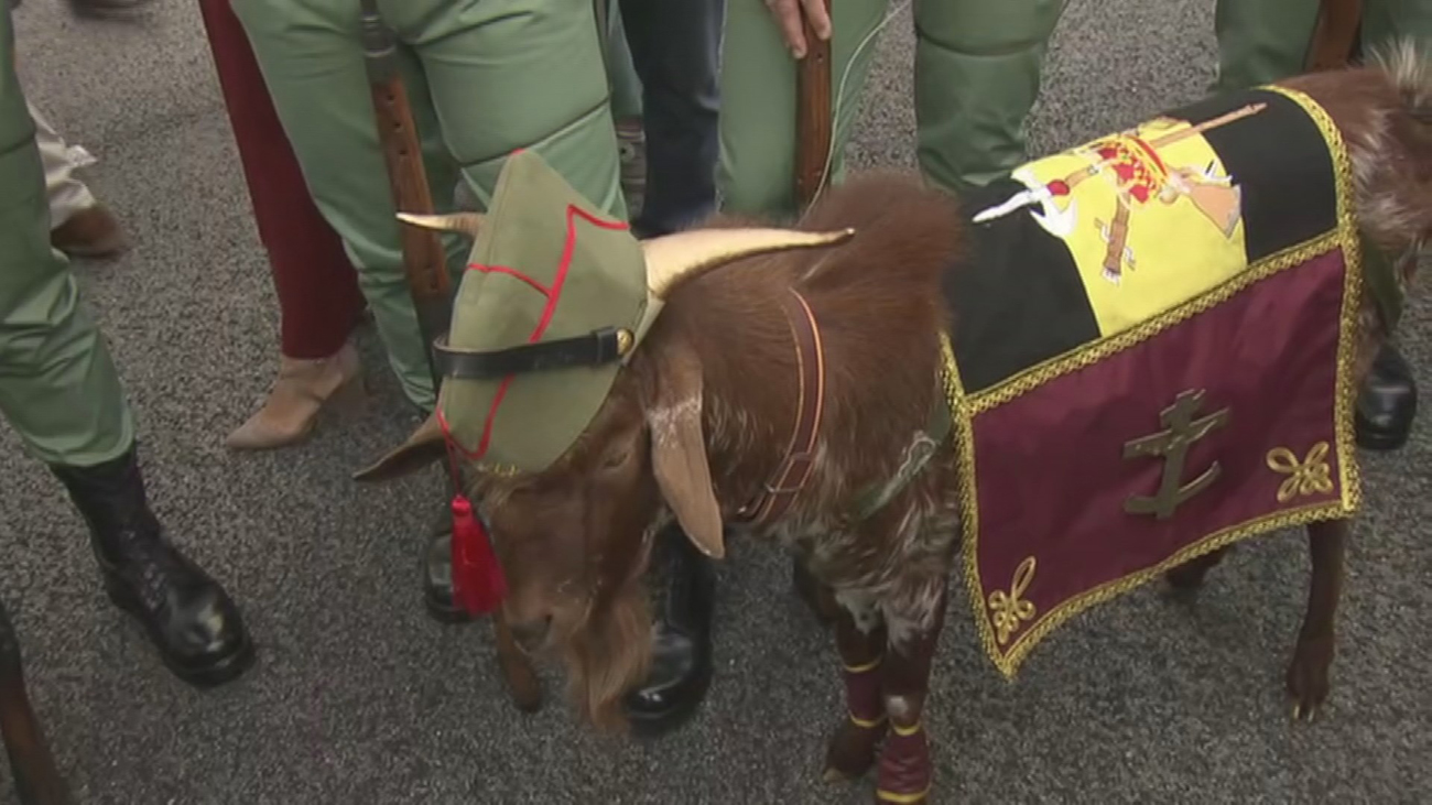 Pacoli, la cabra de la Legión, preparada para el desfile