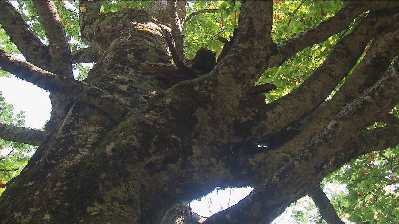 El Hayedo de Montejo se viste de gala