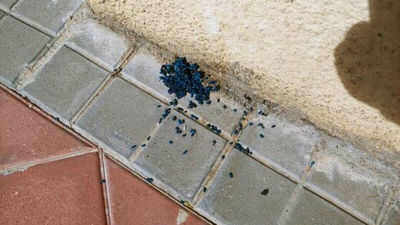 Matanza indiscriminada de gatos con veneno en Majadahonda