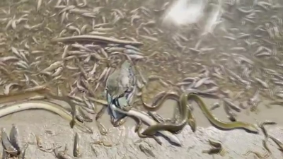 Miles de peces muertos en el Mar Menor por la falta de oxigeno
