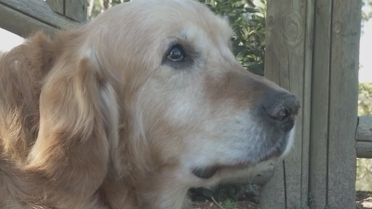 ¿Quién está envenenando a perros en Móstoles?