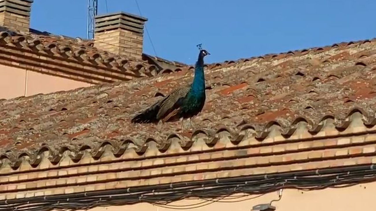 La imagen curiosa de un pavo real paseando por los tejados de Alcalá de Henares