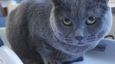 El 42% de nuestras mascotas sufre sobrepeso