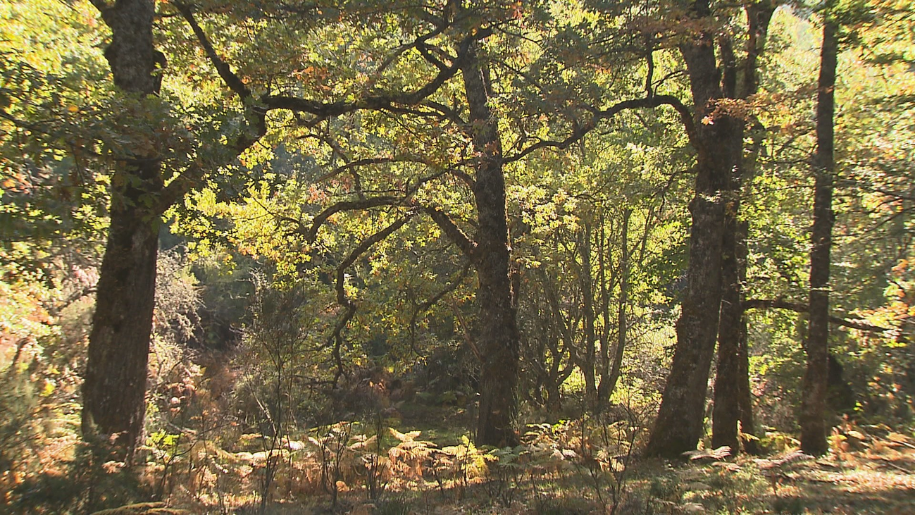Otoño en el hayedo de Montejo de la Sierra