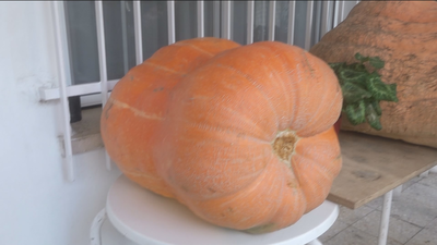 El misterioso caso del hombre que cultiva verduras XXL en Cadalso de los Vidrios