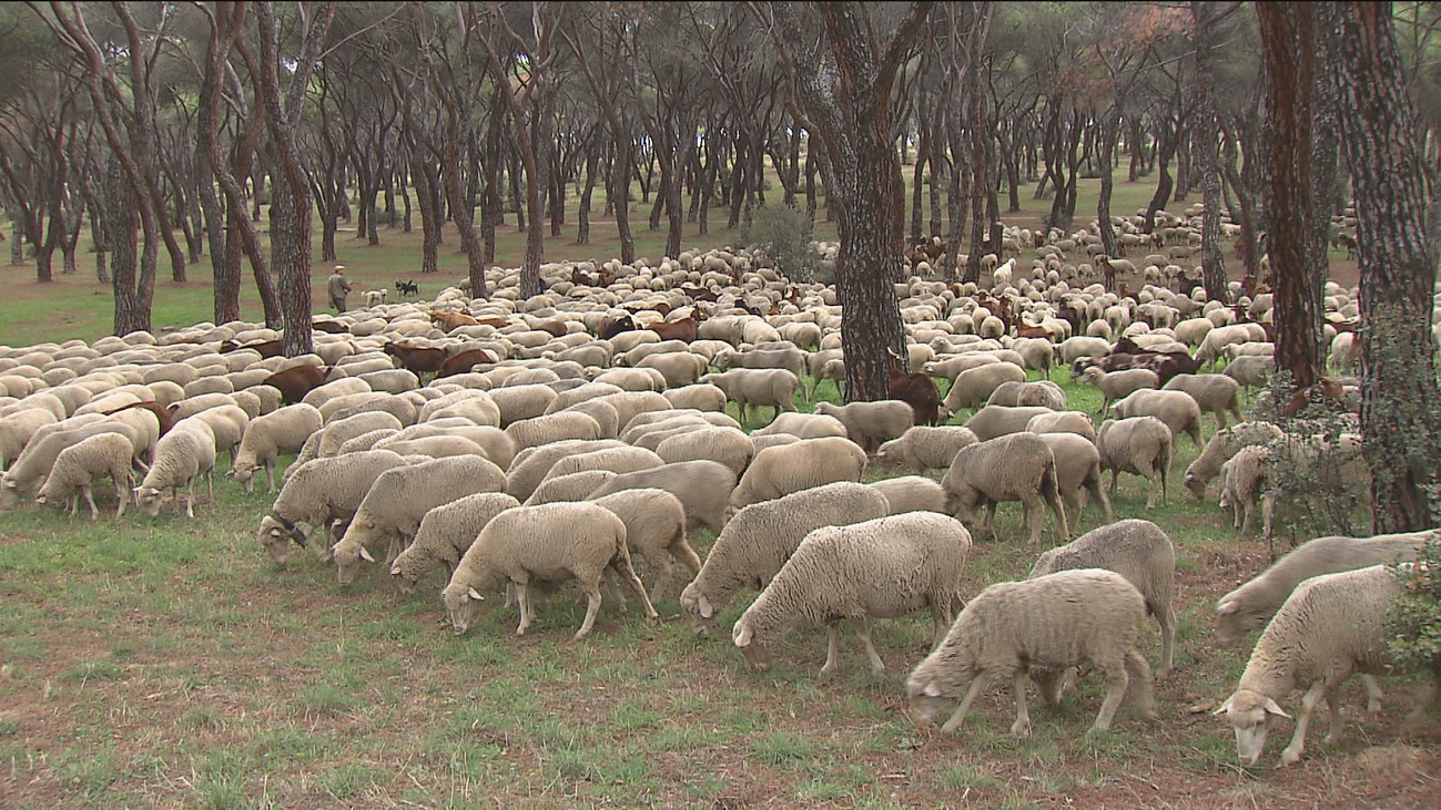Pequeños y mayores, pastores por un día