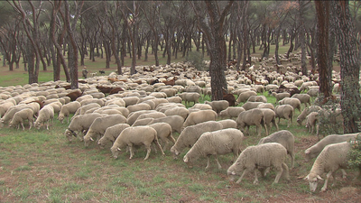 Pequeños y mayores, pastores por un día