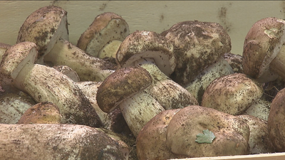 Comienza la temporada de setas con un mes de retraso