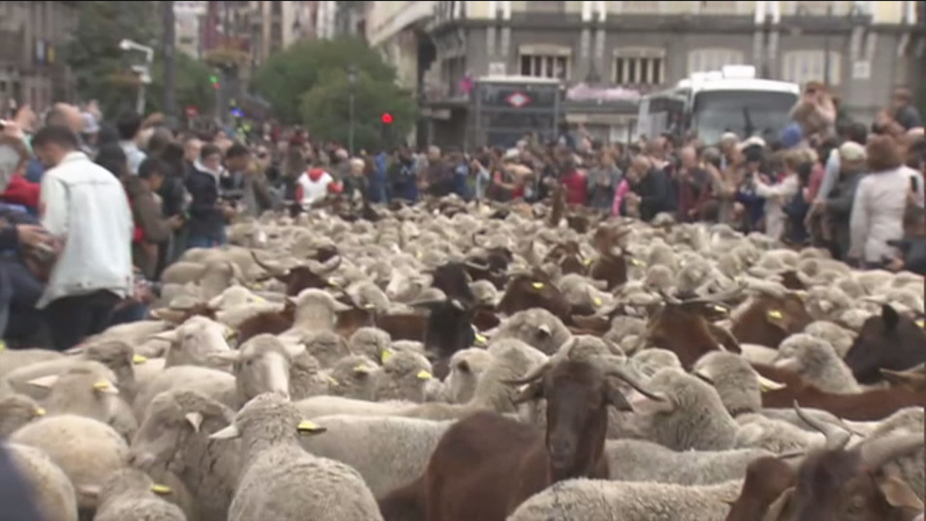 La fiesta de la trashumancia triunfa en el centro de Madrid