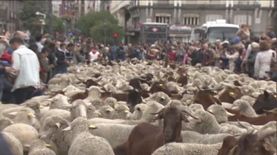 La fiesta de la trashumancia triunfa en el centro de Madrid
