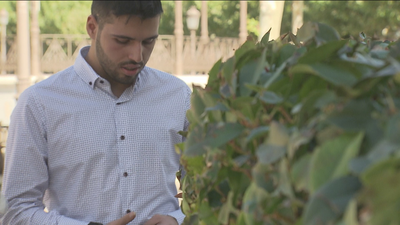 Crean una App para conocer los árboles de Alcalá de Henares