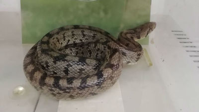 Encuentran una culebra en una vivienda de El Escorial