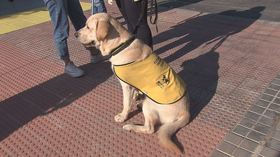 La ONCE busca madrileños para adoptar perros guía