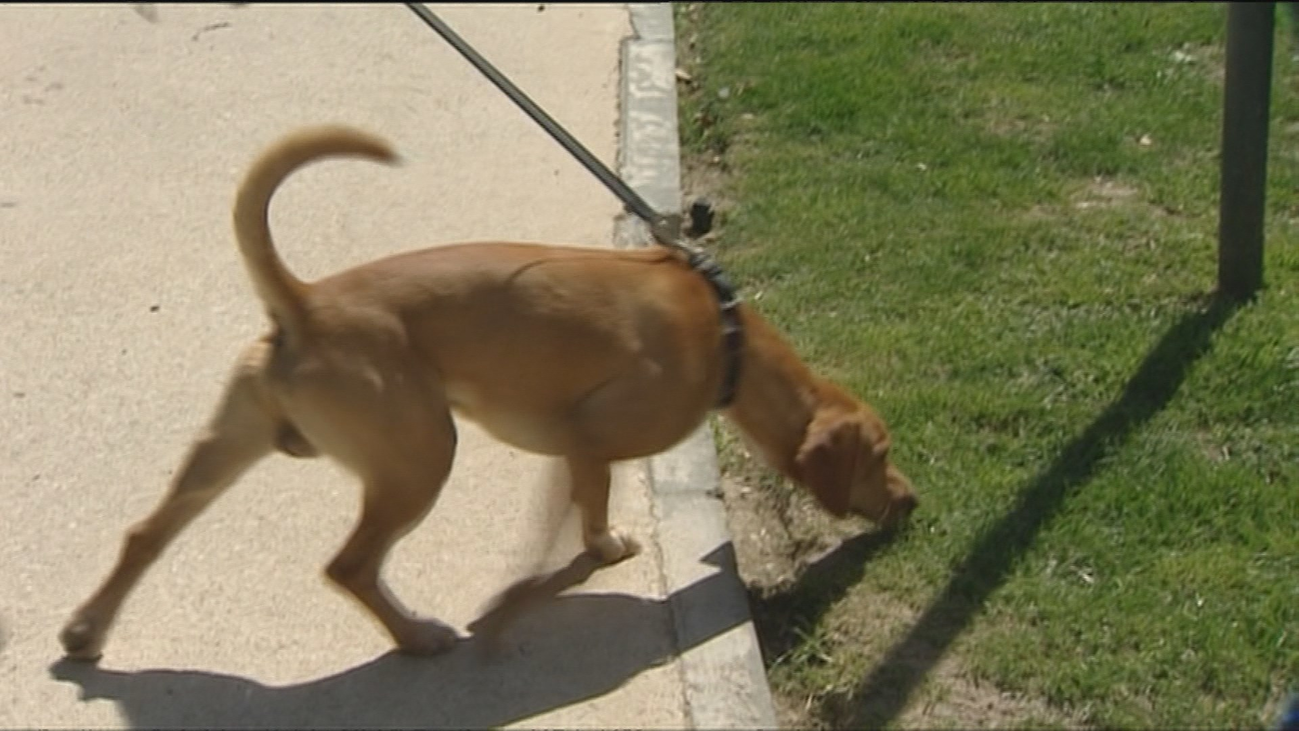 Cinco perros muertos en San Sebastián de los Reyes envenenados con anticongelante
