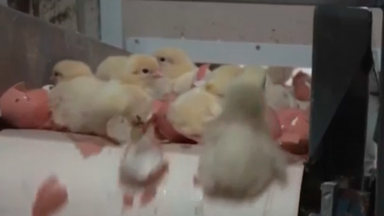 En España se trituran cada año 35 millones de pollitos porque no son útiles a la industria alimentaria