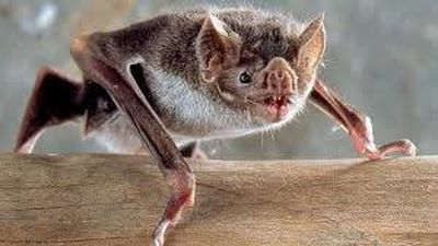 Vampiros, ¿leyenda o realidad?