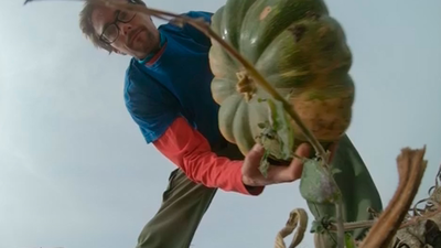 Menos calabazas este Halloween por falta de abejas polinizadoras