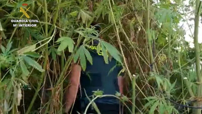 Incautada más de una tonelada de marihuana en una finca de Valdemoro