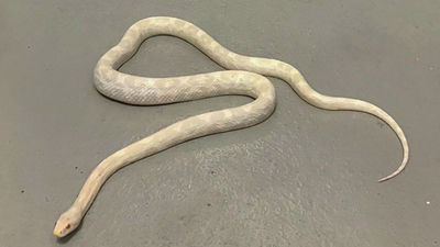 Una serpiente de 15 metros vivió en la India hace 47 millones de años