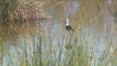 La Comunidad podría duplicar los humedales catalogados en Madrid