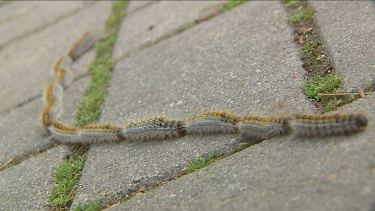 Comienzan los tratamientos preventivos contra la procesionaria