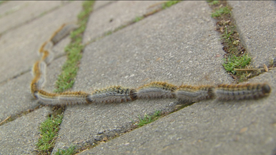 Comienzan los tratamientos preventivos contra la procesionaria