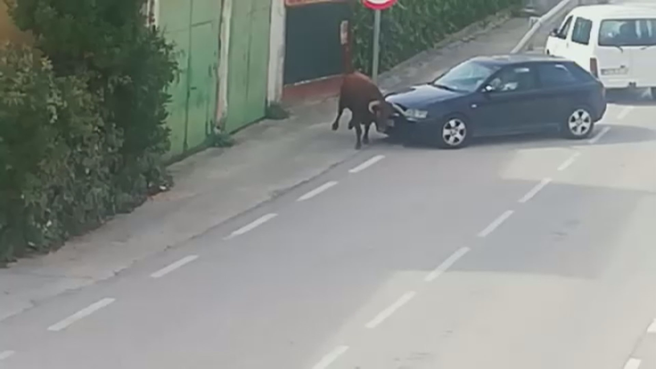 Un toro se escapa en Pastrana y convierte sus calles en un plaza