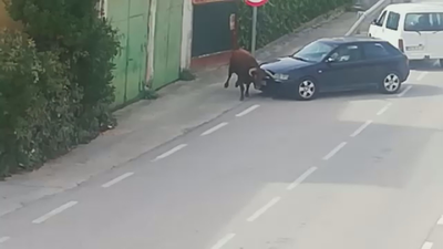 Un toro se escapa en Pastrana y convierte sus calles en un plaza