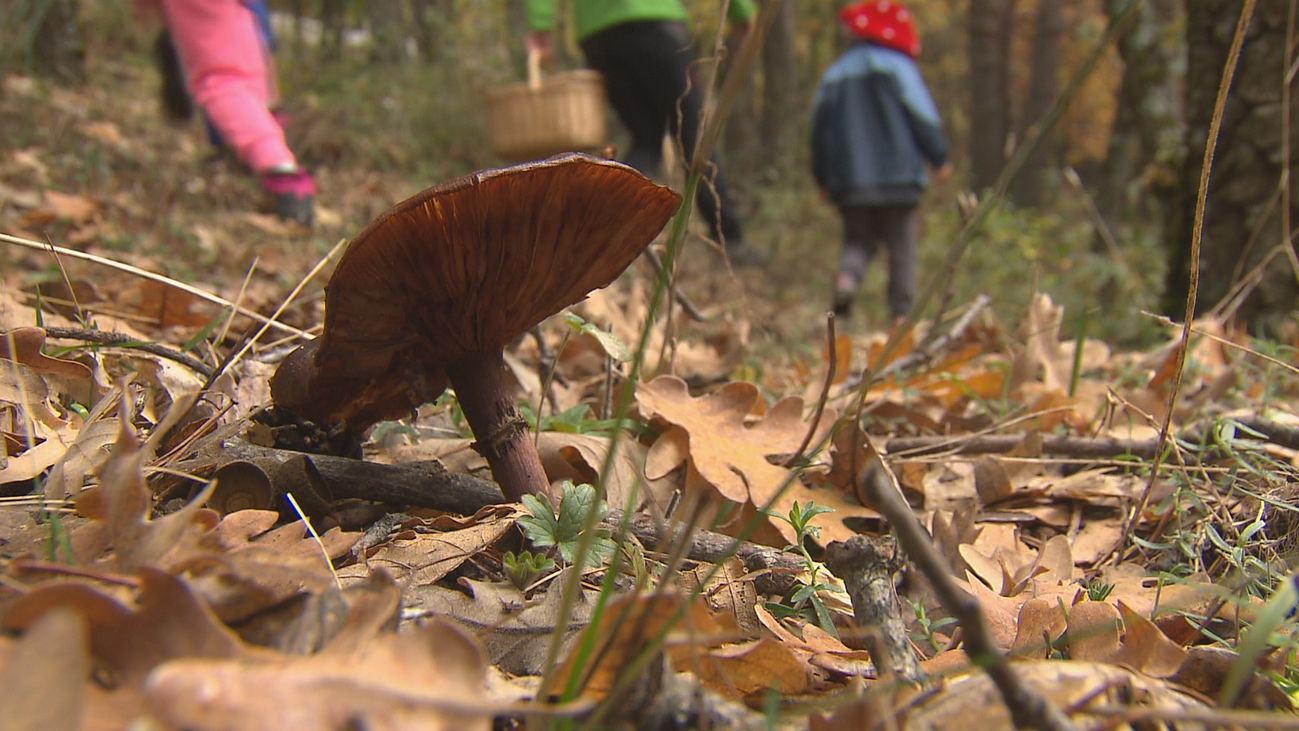 Arranca la época de setas en la Comunidad de Madrid