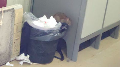 Denuncian ratas en las instalaciones de la Policía Nacional en la Casa de Campo