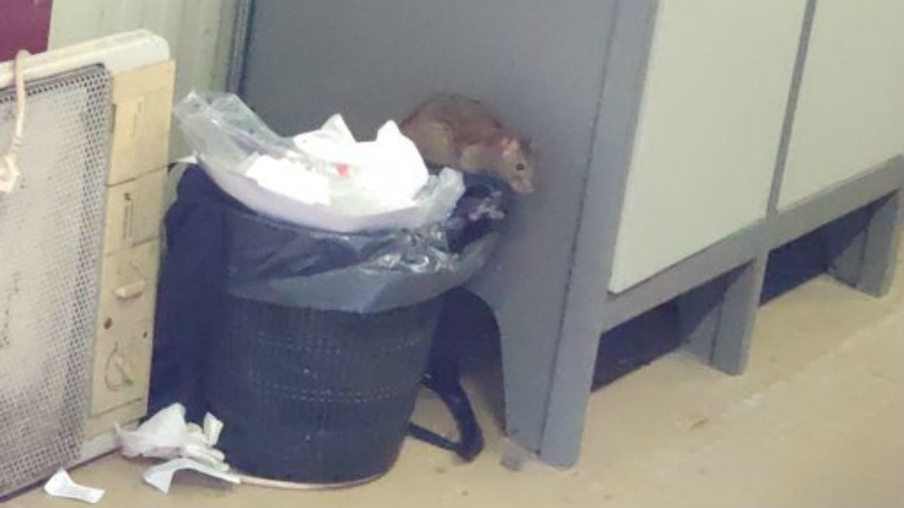 Rata en las instalaciones de Policía Nacional en la Casa de Campo