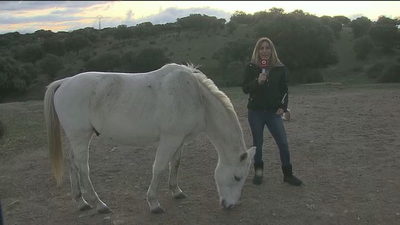 Guadalix de la Sierra:  Keko y otros 20 caballos buscan dueño